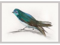 Tree Swallow