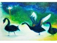 A ballet of Black Swans